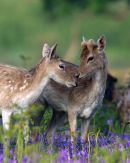 Fallow_Deer_in_Springtime
